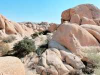 California Dreamin’: 7 Days, 5 National Parks