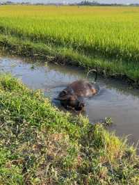 MISS HOI AN CAFE-paradise in the rice fields 