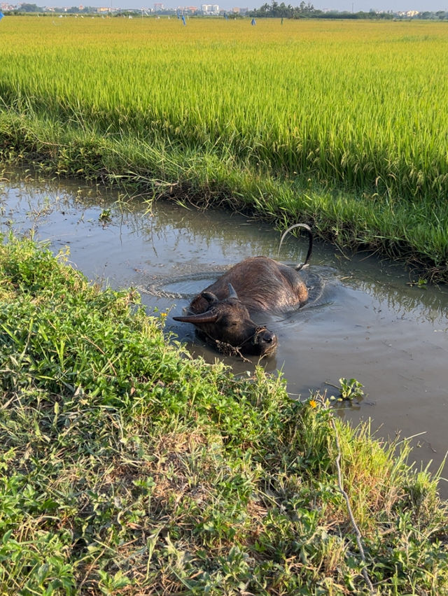 MISS HOI AN CAFE-paradise in the rice fields 