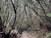 🌿 Parque Rural de Anaga: Tenerife’s Enchanted Forest 🌱✨