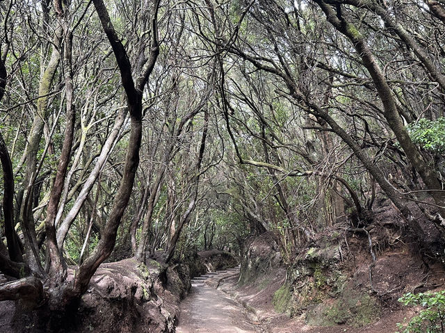 🌿 Parque Rural de Anaga: Tenerife’s Enchanted Forest 🌱✨
