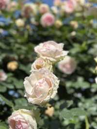 Guesthouse of hundreds of roses