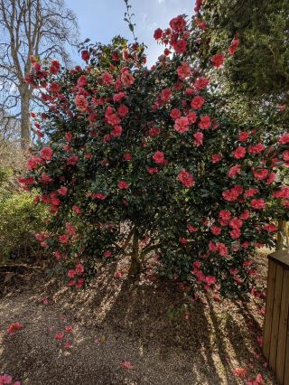 Colorful flowers bring energy and life to RHS Garden Rosemoor