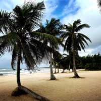 Coconut Forest 🌴 