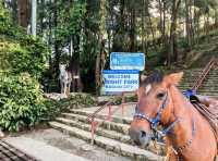 Thrilling Equestrian Experience! 🇵🇭