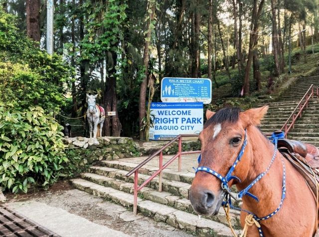 Thrilling Equestrian Experience! 🇵🇭