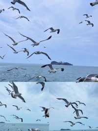 來海驢島餵海鳥真的很治癒！！！