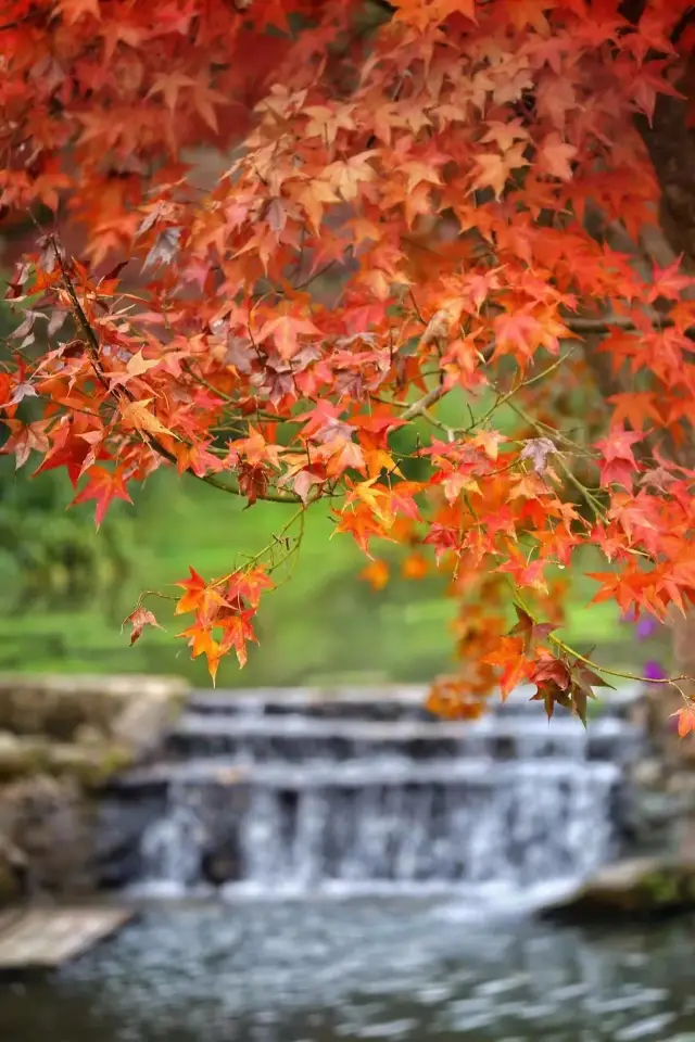 Guangzhou Surroundings | Less crowded, beautiful scenery, maple forest hiking route, perfect for photography