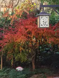 這難道就是