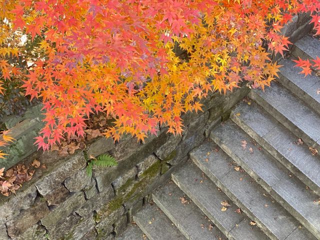 杭州旅遊|西湖的晚秋屬於虎跑公園