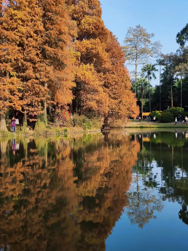 Autumn Colors in the South - The Metasequoia in South China Botanical Garden, Guangzhou has turned red