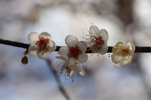 腊月梅花撲鼻香（三）