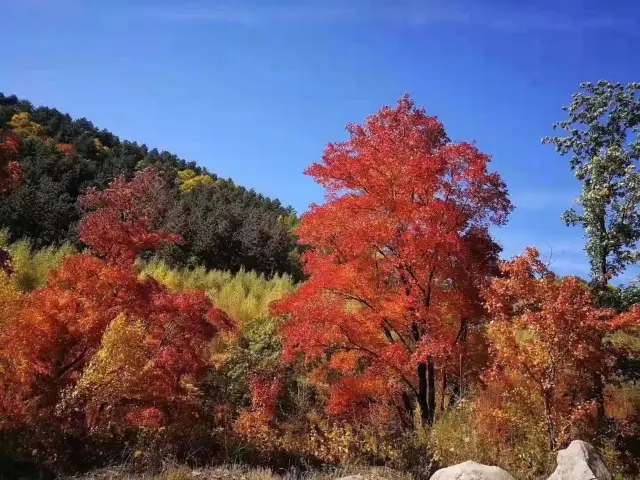 承德圍場塞罕壩塞北天客棧 美出新高度