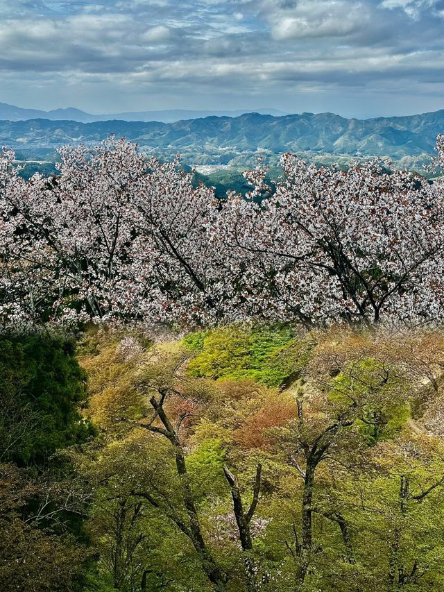 吉野山，三萬株櫻花綻放的浪漫