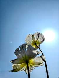 冬日暖陽，繁花似錦