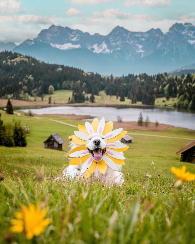 🌻🌼🌺 FLOWERS for you on this hekkin Monday 🌺🌼 Which photo is your favourite? 🤗