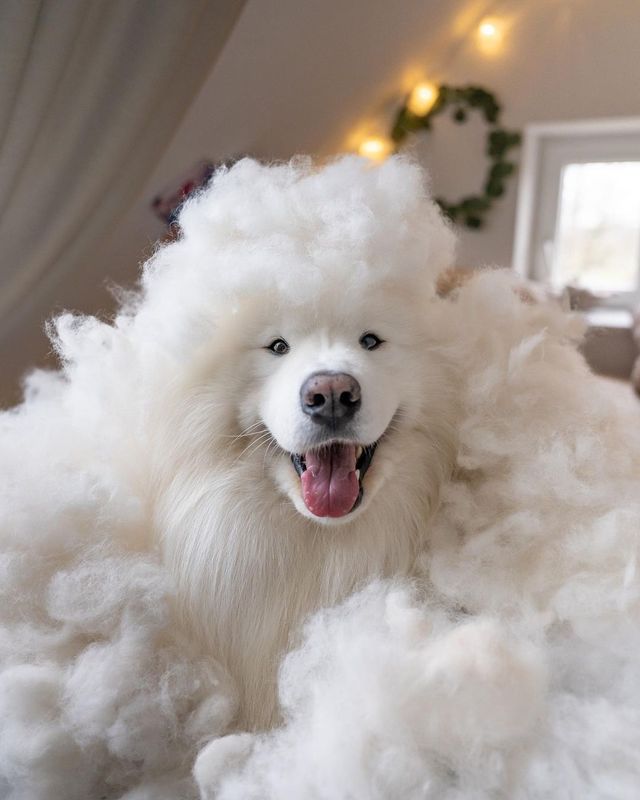 Floof Compilation: Our Epic Brushing Technique Revealed!