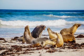 An unparalleled experience at Seal Bay on Kangaroo Island