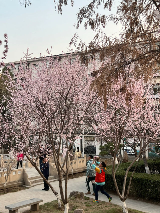 桃花園第一天開園