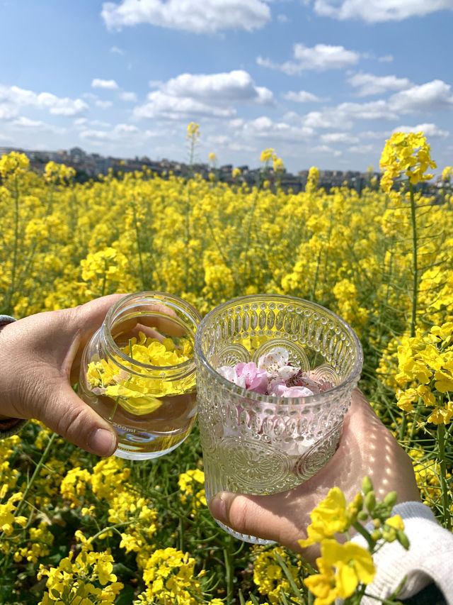 春遊賞花記 | 走進油畫般的春天裡