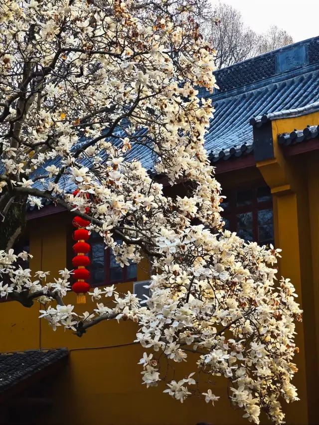 Countdown to the bloom of the 500-year-old Magnolia! Hurry up to Faxi Temple