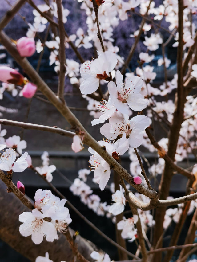 人少景美 二道沟山桃花賞花正當時