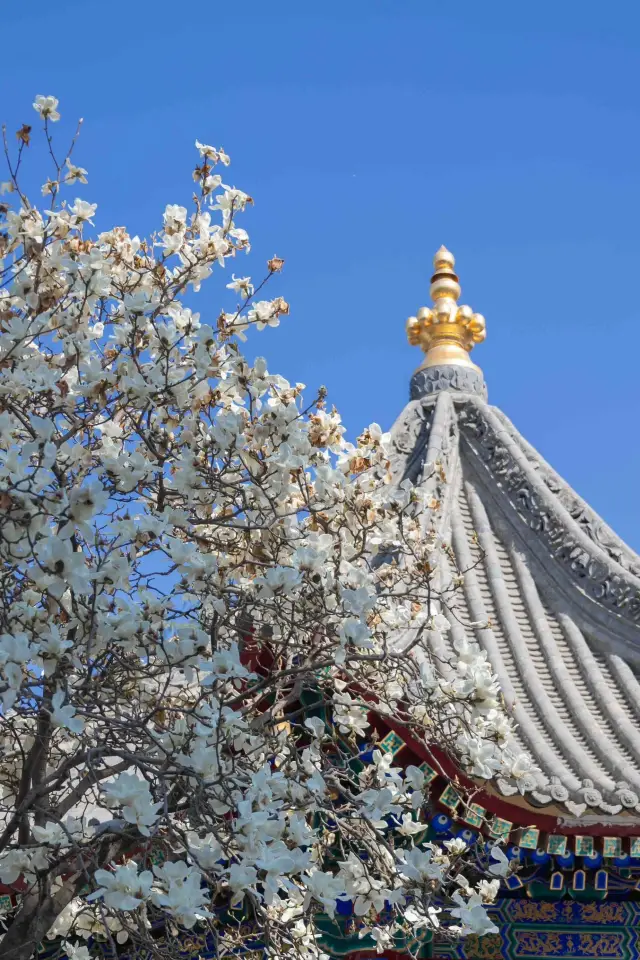 Guangren's spring day limited edition ᑋᵉᑊᑊᵒ ᵕ̈ spring||| Flowers at Guangren Temple