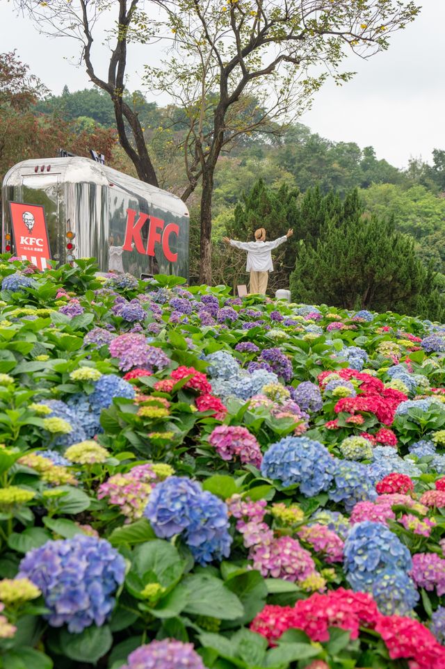 廣州愛麗絲仙境🫧這小山坡開滿了繡球花！