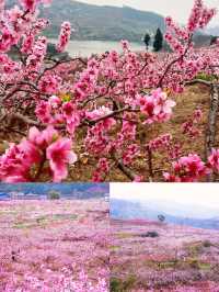 龍泉桃花開了，成都8個賞花地方推薦