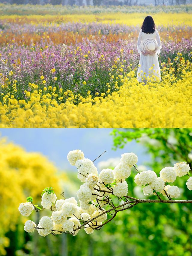 江浙滬的春天來啦，踏青賞花走起！