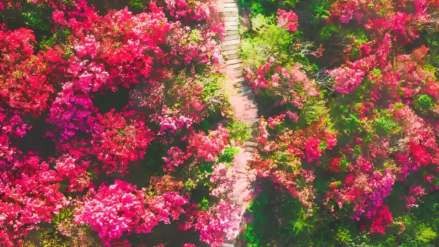 Meet at Mulan's Cloud and Mist Mountain, where the spring is filled with the sight of azaleas