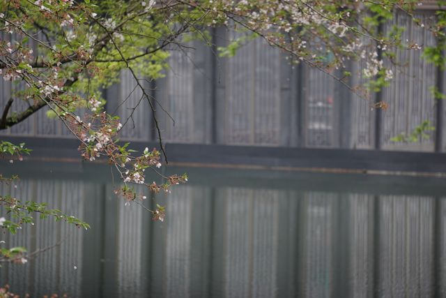 雖昨夜杭州一場雨，曲院風荷這個神仙賞花機位的賞櫻攻略還能安排