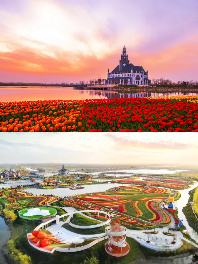 Yancheng Travel | Springtime Dutch Tulip Sea Photo Diary