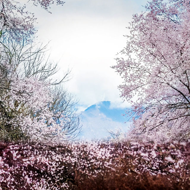 春天浪漫賞花：林芝夢幻仙境