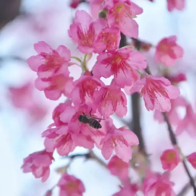 Wuhan's Cherry Blossom Spectacle  🌸🌿