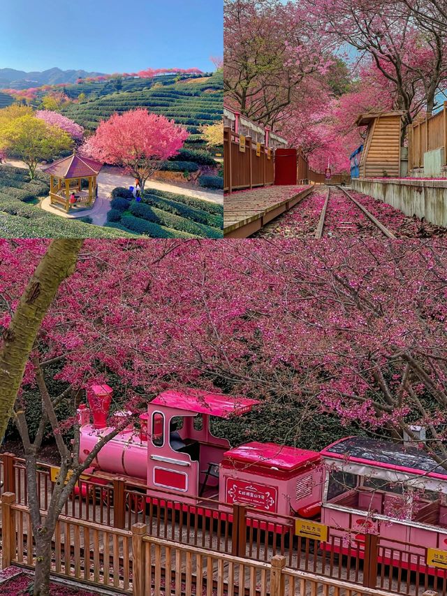 福建萬畝櫻花茶園，美到上雜誌封面！