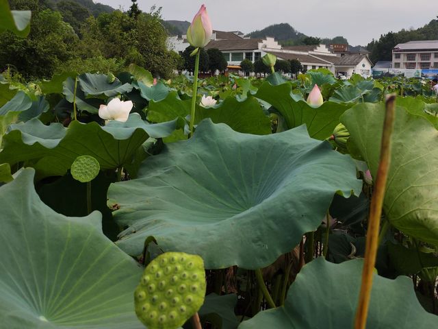 石城大畲村，百畝荷園和南廬古屋