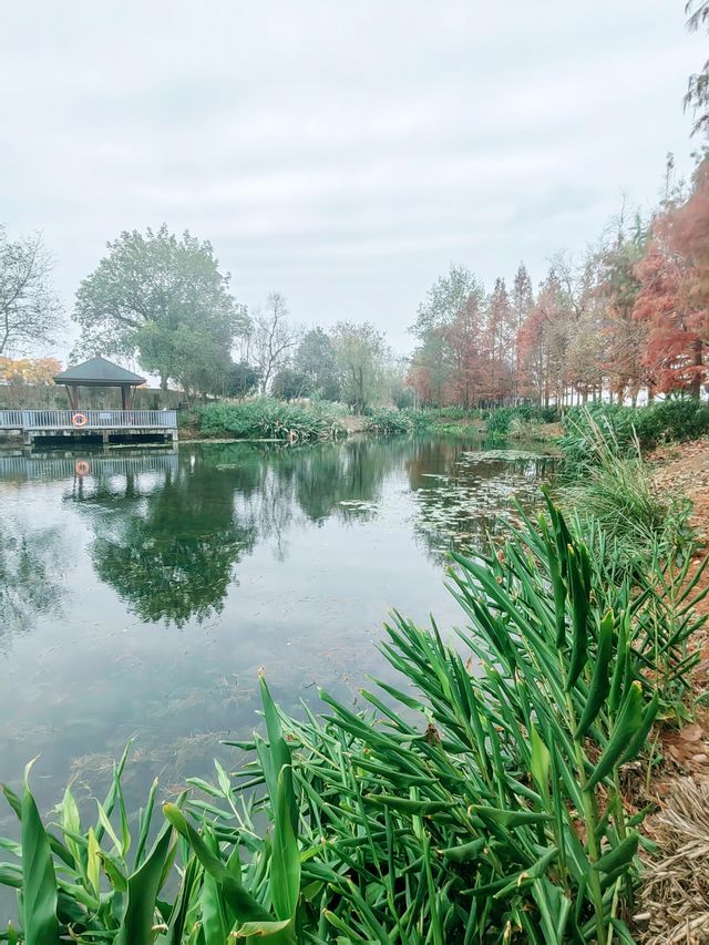 嚴寒中的東陽江濱公園：濕地公園