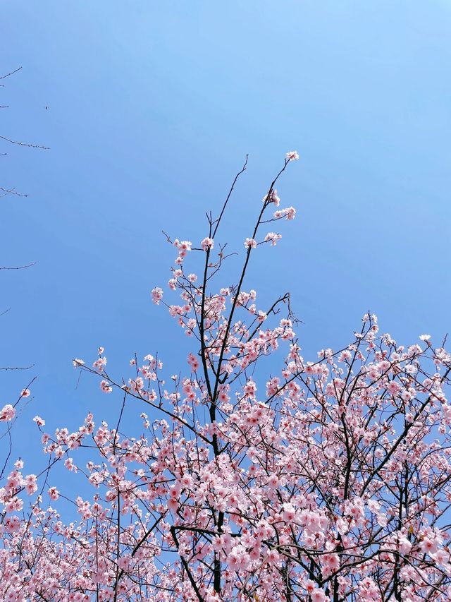 玉湖公園來赴一場春日之約！