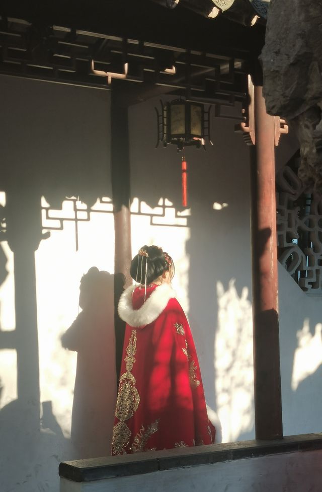 12月的蘇州銀杏正黃陽光正好微風不燥