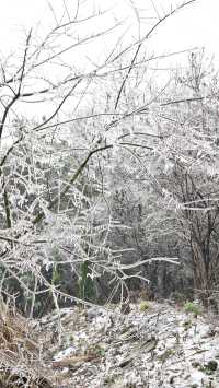 最美雪景｜春天冻雨覆蓋下的東林寺淨土苑