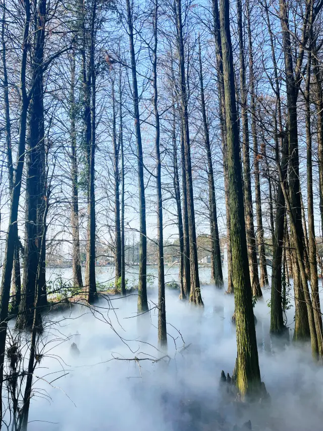 สถานที่ถ่ายรูปที่สวยงามในอู่ฮั่น | กลยุทธ์การถ่ายรูปที่สวนหย่อมห่านที่ตกลงในทะเลสาบตะวันออก