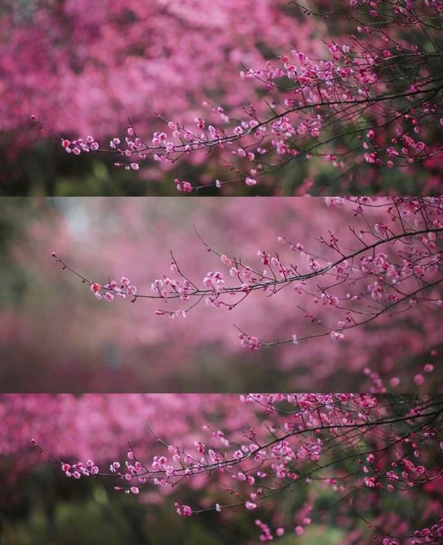 浙江|湖州|賞梅地圖