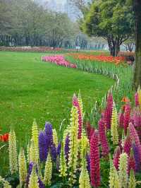 在柯橋｜遇見鬱金香花海