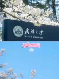 Cherry Blossoms at Wuhan University❤️🇨🇳