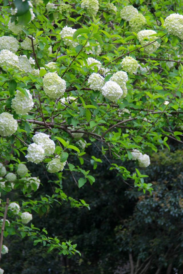 江門繡球公園，繡球正當時