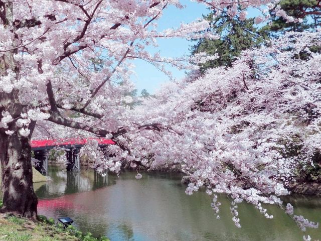 Immense Cherry Blossom World