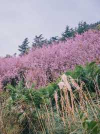 自駕雲南｜曲靖寥廓公園，粉色系賞花夢想之地