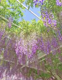 魔都免費賞花攻略