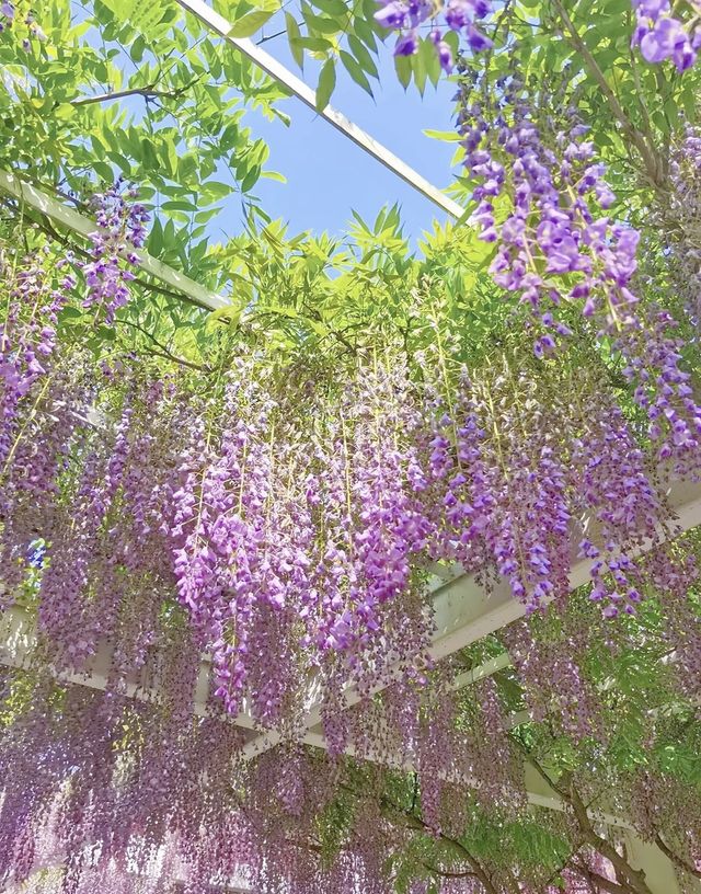 魔都免費賞花攻略